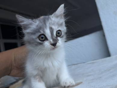 Little Cat Re-home