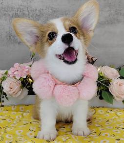 Welsh Corgi