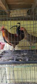 ayam hutan 