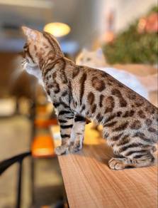 Bengal kucing cat pet