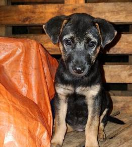 German Shepherd 