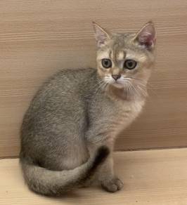 Bsh Golden