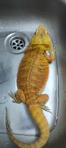 bearded dragon