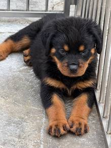 Rottweiler available20