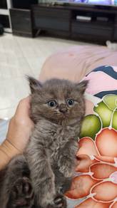 2 female British long hair kitten