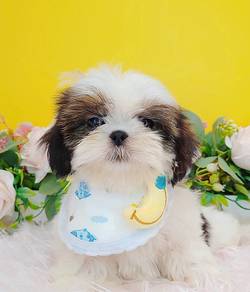 Shih Tzu