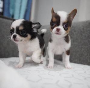 CHIHUAHUA PUPPIES VIP114🌷Head Apple Cute Dog Boy