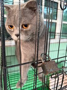 BSH Male