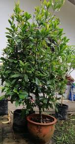 Pokok buah ajaib (miracle fruit)