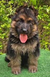 GERMAN SHEPHERD PUPPIES F146 🐻 Good structure