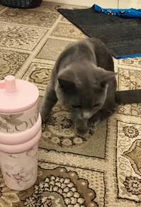 BSH for sale