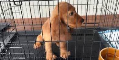 American Cocker Spaniel 
RM 2500 Left 1 female 
Ra