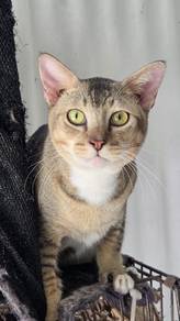 kucing percuma