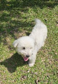Puppy 