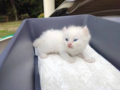 TOPs A-GRADE Senzo White Curl Ragdoll cat