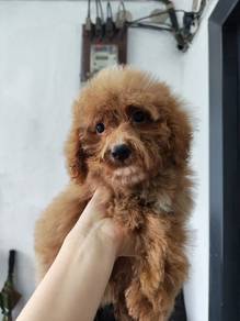 Miniature poodle