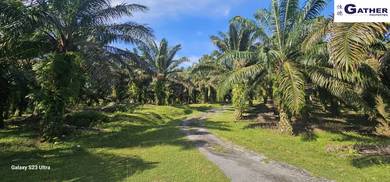 Agricultural Land in Tapah, PRK