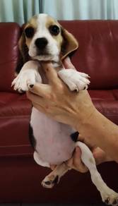 Beagle MKA Cert High Quality pup