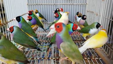Burung gouldian finch #pipitpelangi