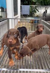 MKA Doberman