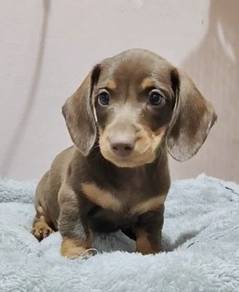 MINIATURE DACHSHUND Puppies  VIP75 🐻  Male
