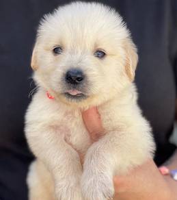 Golden Rettiver,,