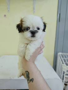 Shih Tzu Male 1