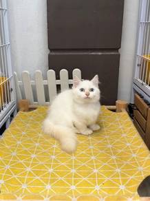 Blue eye Munchkin kitten