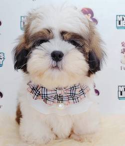 Shih Tzu