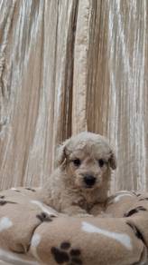 Toy Poodle