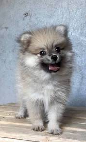 Squishable Pomeranian small cute puppy Dog