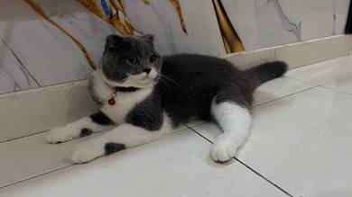 british shot hair mencari owner baru