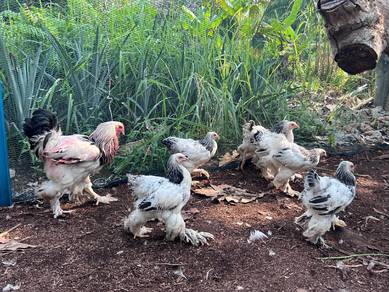 brahma chicken ayam brahma