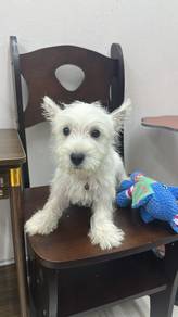 西高地男
Westie
Male
