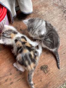 Bengal Mix Dlh