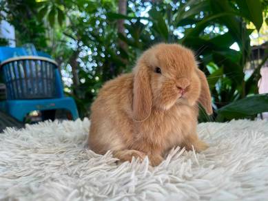 Holland lop