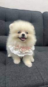 博美女
Pomeranian 
Female
F-387
Dob : 02-04-26