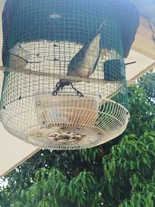 burung terkukur