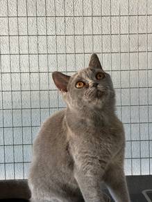 Kucing untuk Rehome