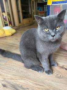 Cat British shorthair #bsh