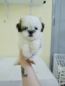 Shih Tzu male puppy promo price 