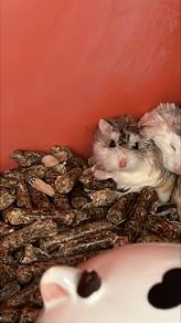 Robovski hamster for sale