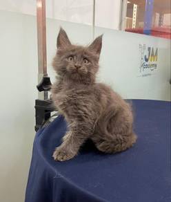 Mainecoon