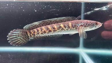 Ikan Channa fish-Auranti Cobra-4.5 inci (ACS-21)