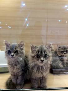 Persian Mix