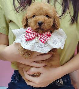 Poodle