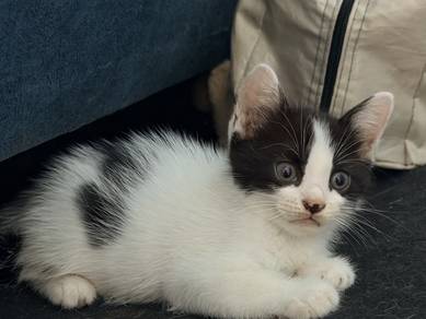 Kitten