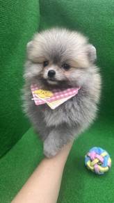 Pure Breed Pomeranian (Female) 纯种褐色博美 女生