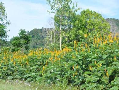 Benih pokok gelenggang gajah / cassia senna