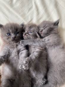 BSH Kittens
